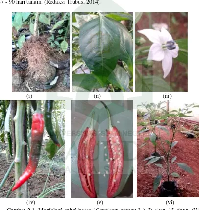 Gambar 2.1. Morfologi cabai besar (Capsicum annum L.) (i) akar, (ii) daun, (iii) bunga, (iv) batang dan buah, (v) biji, (vi) tanaman cabai besar (Dokumentasi Pribadi, 2018)