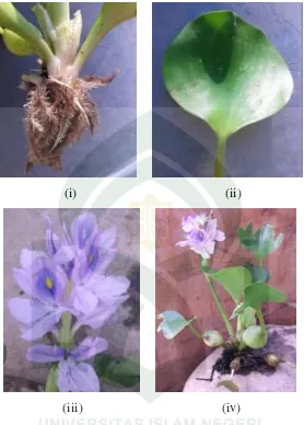 Gambar 2.2. Morfologi tanaman eceng gondok (Eichhornia crassipes) (i) akar, (ii) 
