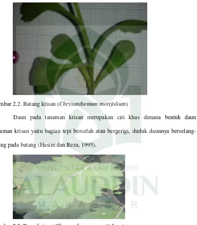 Gambar 2.3. Daun krisan (Chrysanthemum morifolium) 