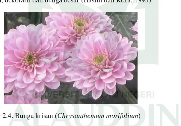 Gambar 2.4. Bunga krisan (Chrysanthemum morifolium) 