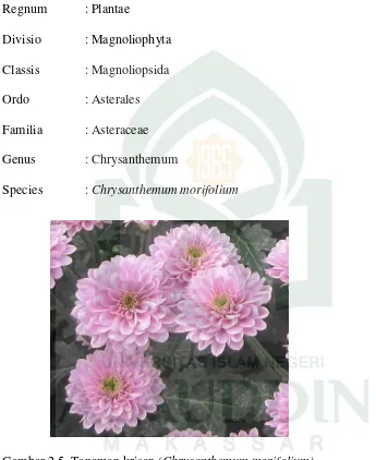 Gambar 2.5. Tanaman krisan (Chrysanthemum morifolium) 