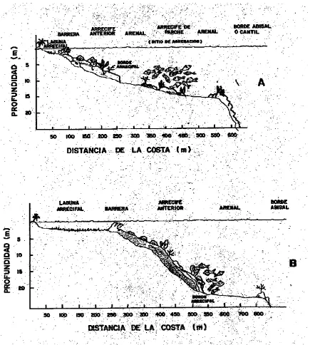 Figure 5.  A) Reef profile in front of Mahahual.