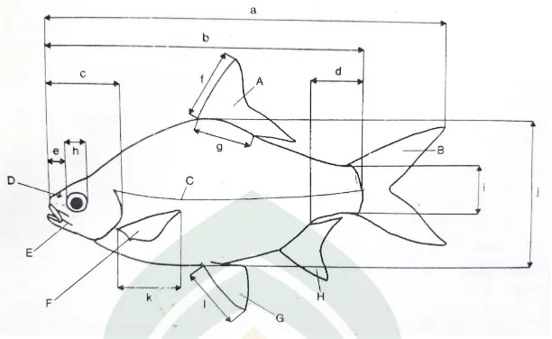 Gambar 2.5. Skema ikan untuk menunjukkan ciri-ciri morfologi dan ukuran-ukuran     yang digunakan dalam identifikasi (A) sirip punggung, (B) sirip ekor,   (C) gurat sisi, (D) lubang hidung, (E) sungut, (F) sirip dada, (G) sirip   perut, (H) sirip dubur, (a