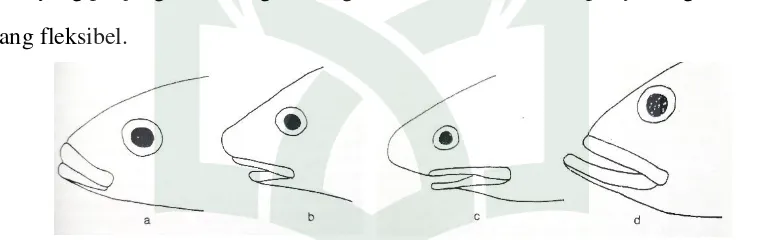 Gambar 2.11.  Tipe-tipe utama letak mulut (a) terminal, (b) sub-terminal, (c) inferior,                           (d) superior (Fischer dan Bianchi, 1983) 
