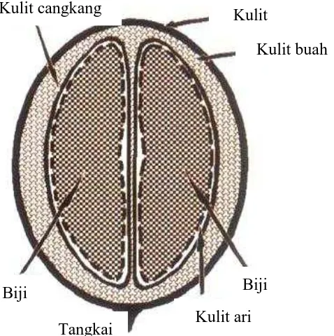Gambar 1. Anatomi buah kopi 