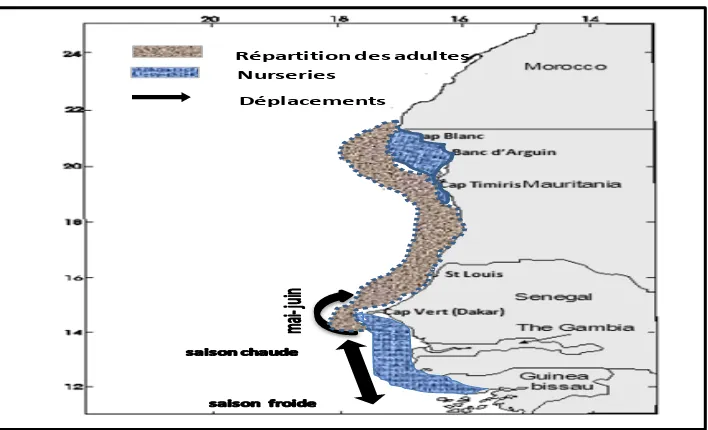 Figure 3.     Cycle migratoire de Sardinella maderensis (d’après Fréon, 1986) 