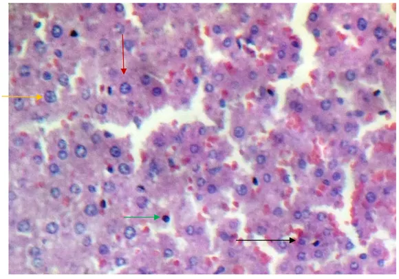 Gambar 4. Gambaran histopatologis hepar tikus wistar pada kelompok P3(400x)  Keterangan :     Sel hepar normal 