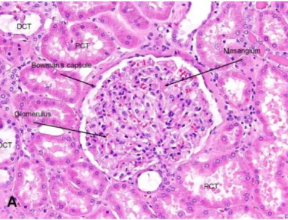 Gambar 7. Histologi ginjal normal manusia, Ket: DCT: Distal Convoluted  Tubule; PCT: Proximal Convoluted Tubule 39