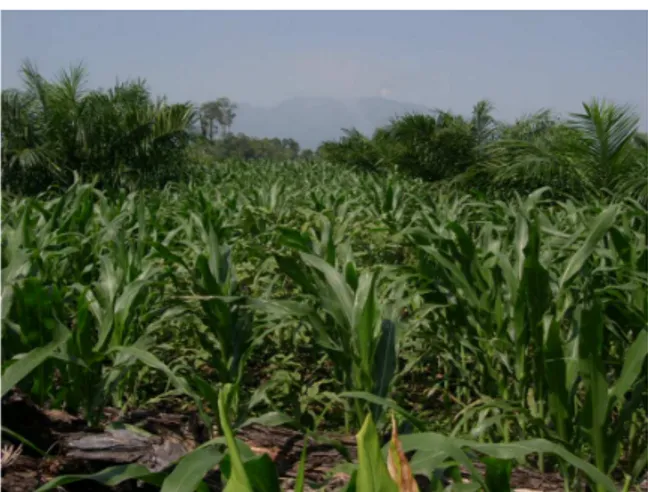Gambar 1. Contoh sistem tumpang sari komoditas  tanaman  perkebunan  dan  pangan  (Kelapa  Sawit  dan Jagung) di lahan gambut di Sumbar