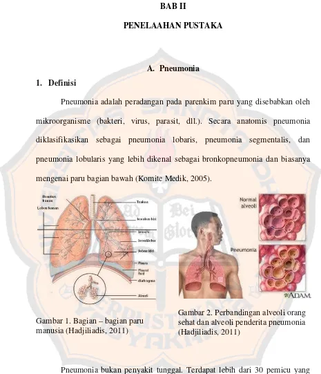 Gambar 2. Perbandingan alveoli orang