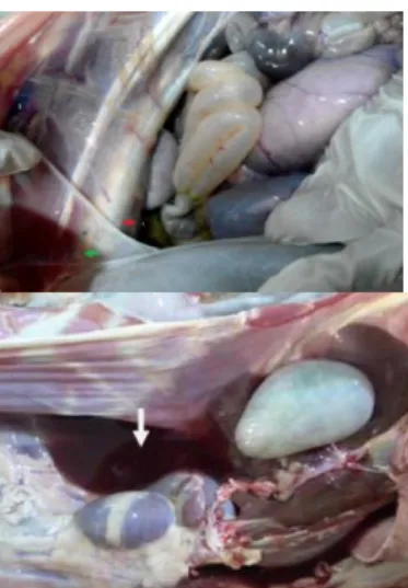 Gambar 6. Mukosa  konjungtiva  pucat  (A)  karkas  berwarna  pucat,  lemak  subkutan  mengalami  gelatinisasi  (B)