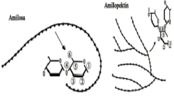 Gambar 1. Struktur amilosa dan amilopektin (Belitz dan Grosch 1999). 