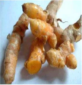 Gambar 3. Kunyit (Curcuma domestica)   (Anonim b, 2010) 