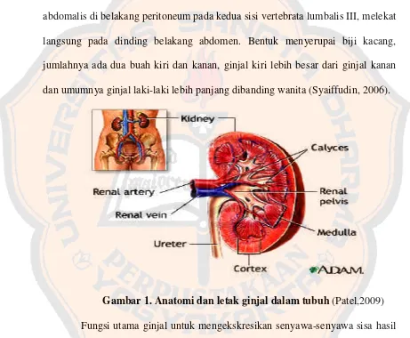 Gambar 1. Anatomi dan letak ginjal dalam tubuh (Patel,2009)