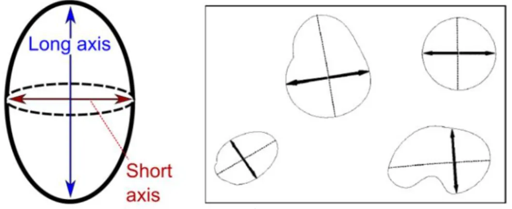 Gambar 4. Long axis (major axis) dan short axis (minor axis) untuk mengikuti pembesaran kelenjar limfa