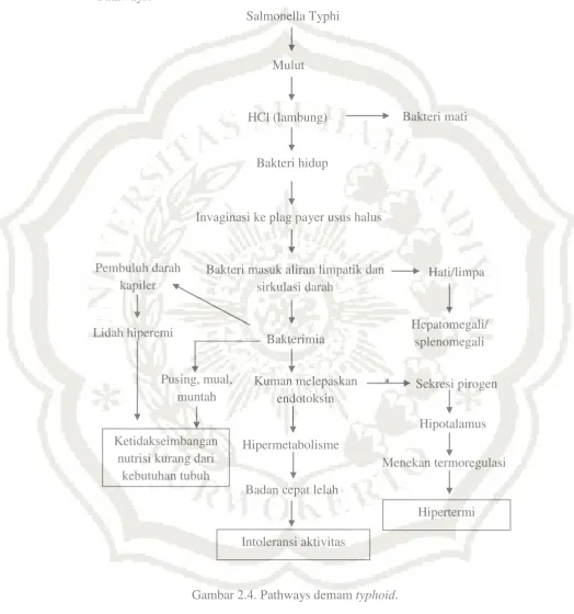 Gambar 2.4. Pathways demam typhoid. 