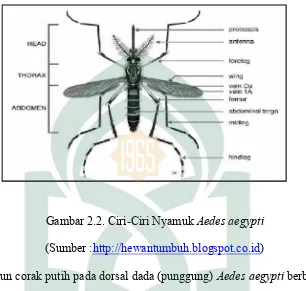 Gambar 2.2. Ciri-Ciri Nyamuk Aedes aegyptiAedes aegypti