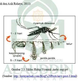 Gambar 2.3. Siklus Hidup Nyamuk Aedes aegypti 