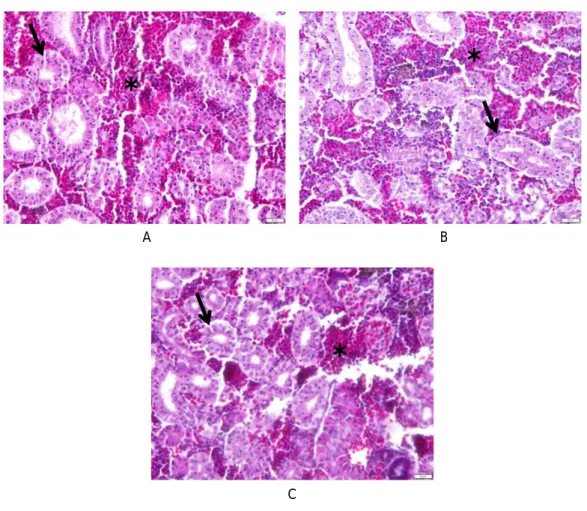 Figure 1. Differential leucocyte of Clarias gariepinus after received medicinal plant-enriched diet (mean ± SE)