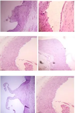 Gambar  1.  Arteri  koronaria  tikus putih  jantan  galur  wistar  yang