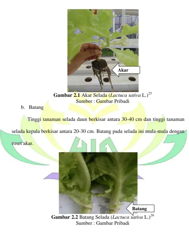 Gambar 2.1 Akar Selada (Lactuca sativa L.) 25 Sumber : Gambar Pribadi 