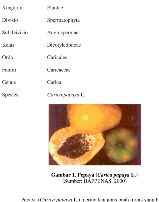 Gambar 1. Pepaya (Carica papaya L.)  (Sumber: BAPPENAS, 2000) 