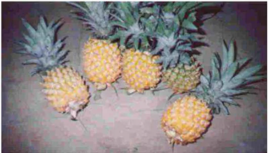 Gambar 2. Nanas (Ananas comosus L.)  (Sumber: BAPPENAS, 2000) 