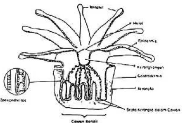 Gambar 3. Anatomi polip karang (Nybakken,1993)