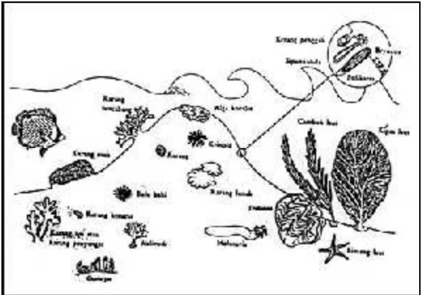 Gambar 9. Beberapa biota terumbu karang yang khas dan dominan    (Nybakken, 1993)