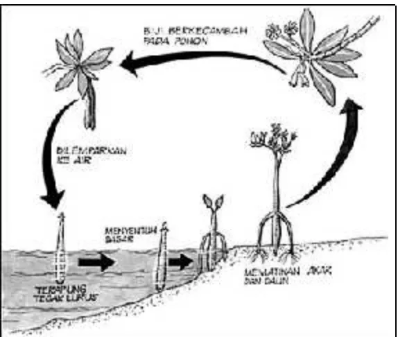 Gambar 12. Daur hidup pohon mangrove