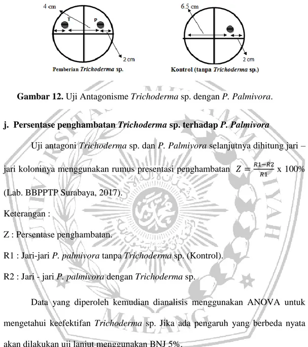 Gambar 12. Uji Antagonisme Trichoderma sp. dengan P. Palmivora. 
