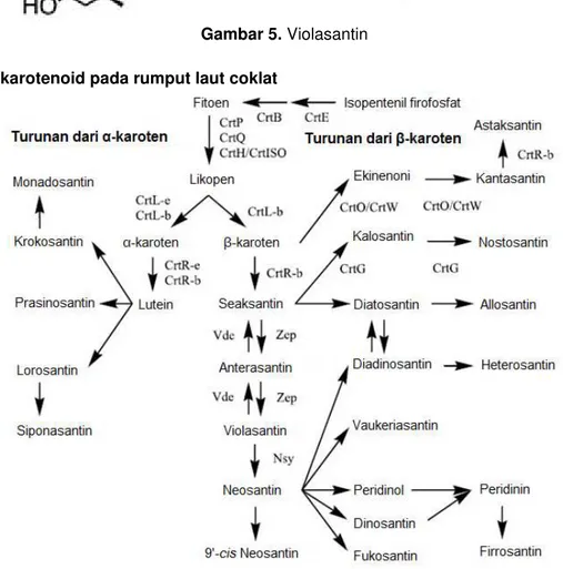 Gambar 6. Jalur biosintesis karotenoid pada tanaman dan algae (Takaichi, 2011). 