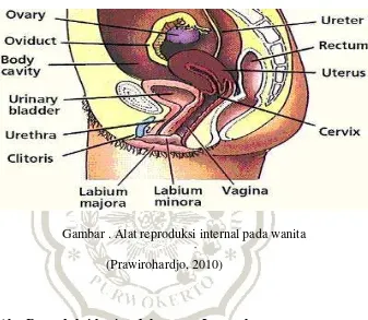 Gambar . Alat reproduksi internal pada wanita 