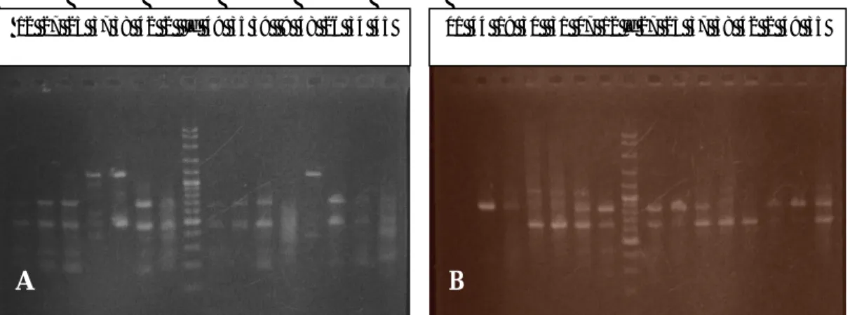 Gambar 1.  Penampilan pita DNA hasil amplifikasi dari beberapa aksesi jarak pagar menggunakan primer OPE-15 (1A)  dan  OPH-13  (1B)