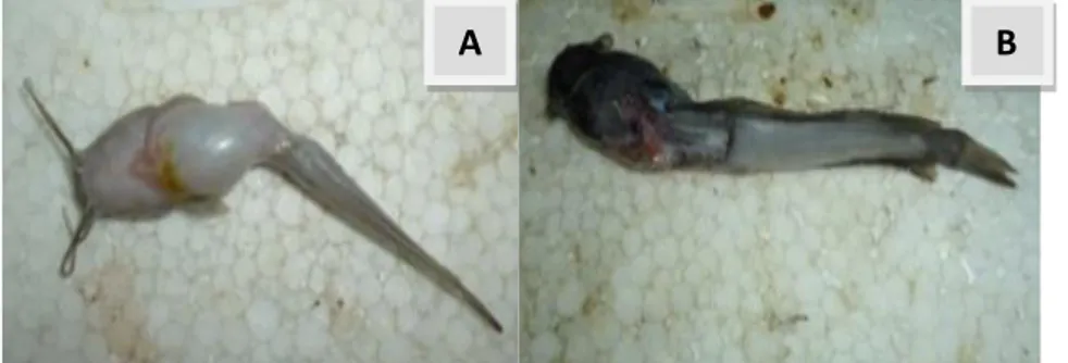 Gambar 3. Gejala klinis (A) abdomen dropsy, (B) Ulcer  (Triyaningsih et  al., 2014) 
