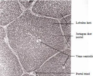 Gambar 4. Struktur hati ikan lele perbesaran 75x (Genesser, 1994) 