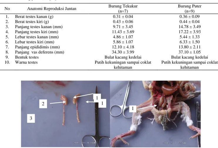 Tabel 1.  Ukuran,  bentuk  dan  warna  anatomi  reproduksi  burung  jantan  dari  burung  tekukur  (Streptopelia  chinensis)  dan  burung puter (streptopelia risoria) 