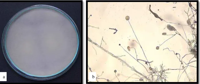 Gambar 5. Saprolegnia sp. (a) Makroskopis (b) Mikroskopis  