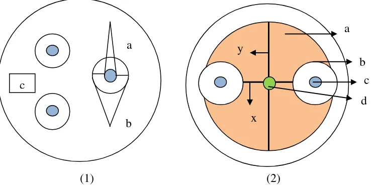 Gambar 7. Perhitungan zona hambat; (1) bakteri a: diameter cakram, b: diameter   daerah yang tidak ditumbuhi bakteri, c: Daerah yang ditumbuhi bakteri