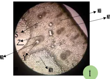 Studi Keragaman Struktur Morfologi Dan Anatomi Petiole (Tangkai Daun ...