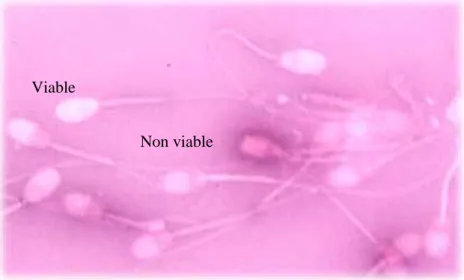 Gambar 1. Hasil pengamatan viabilitas spermatozoa rusa Timor