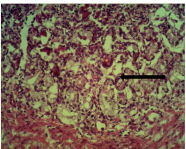 Gambar 3. Fundus gaster babi,7  jam  postmortem (40x) 