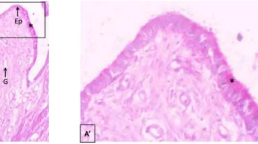 Gambar  2.  Gambaran  distribusi  dan  konsentrasi  karbohidrat  netral  pada  uterus  kelelawar  buah  (Pteropus  vampyrus) Asal  Pulau Timor
