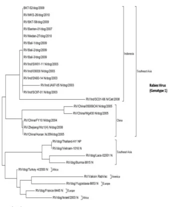 Gambar  2.  Phylogenetic  tree  asam  amino  gen  N  virus  rabies  antara  isolat  Indonesia  dan  Cina  serta  vaksin  rabies  Rabvac