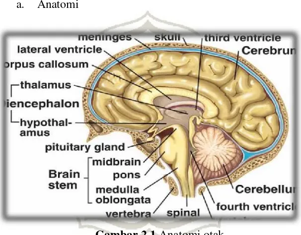 Gambar 2.1 Anatomi otak 