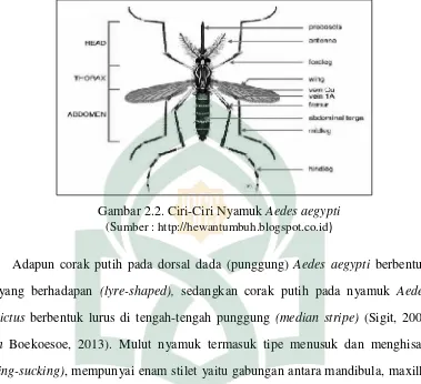 Gambar 2.2. Ciri-Ciri Nyamuk Aedes aegypti 