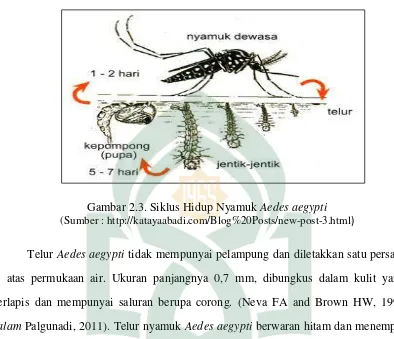 Gambar 2.3. Siklus Hidup Nyamuk Aedes aegypti 