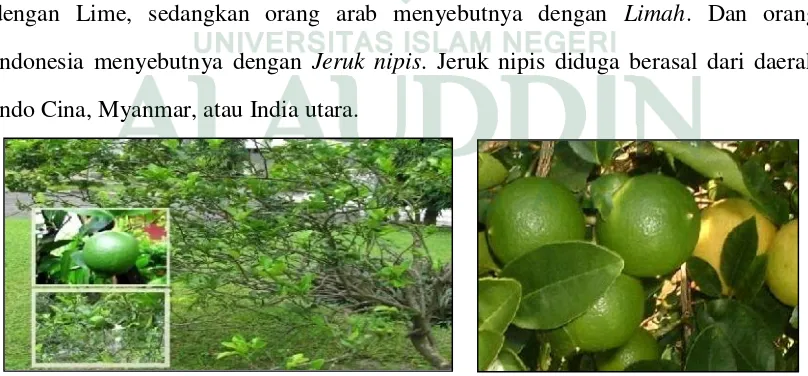 Gambar 2.5. Tanaman Buah Jeruk Nipis (Citrus aurantifolia) (Sumber : jualanekatanaman.wordpress.com dan manfaatbagus.com) 