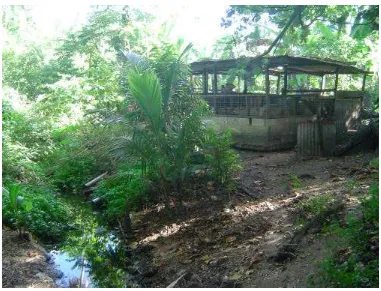 Figure 6. Example of a village piggery discharging waste directly into a creek