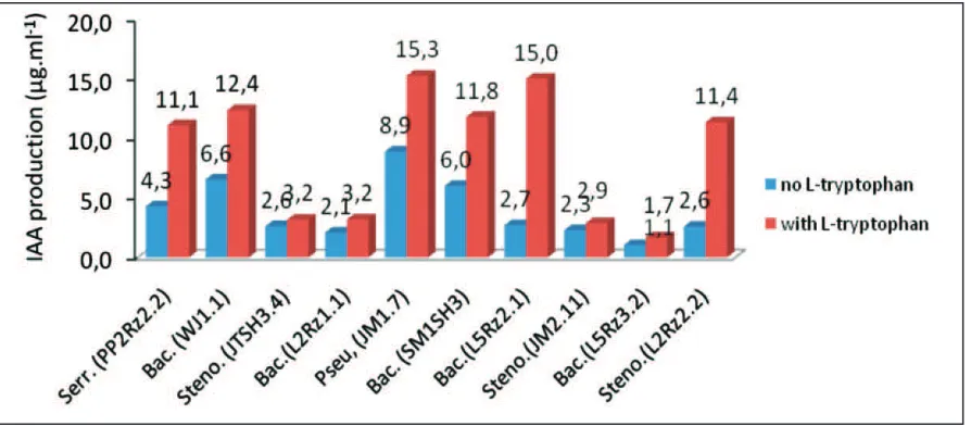 Figure 1. Production of IAA by selected rhizobacteria isolates grown on LB medium with no and addition L-tryptophan 
